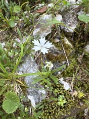 Heliosperma alpestre