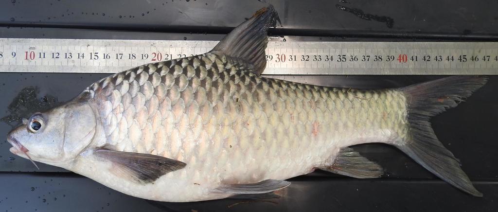 Matthes' barb (Labeobarbus acuticeps) — Cyprinidae