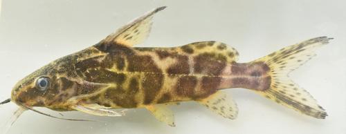Fischers schraapmeerval (Synodontis afrofischeri) — Mochokidae — 3