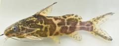 Synodontis afrofischeri