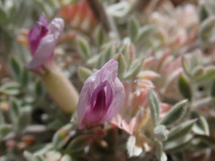 Astragalus newberryi