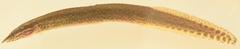 Longtail Spiny-Eel photo 2