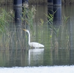 Ardea intermedia plumifera