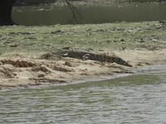 Crocodylus suchus
