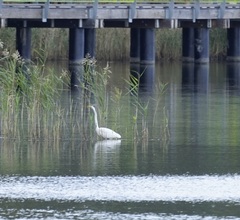 Ardea intermedia plumifera