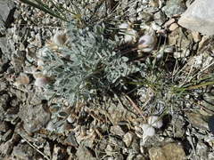 Astragalus newberryi