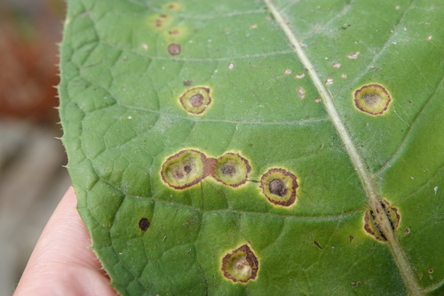 Puccinia cnici-oleracei, 2026-08-02