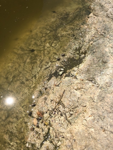 iNaturalist observation photo of Red-spotted Toad