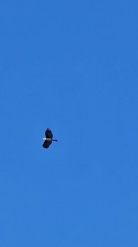 Gray-headed Kite