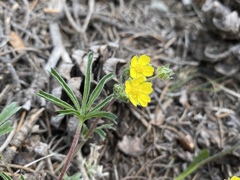 Potentilla johnstonii