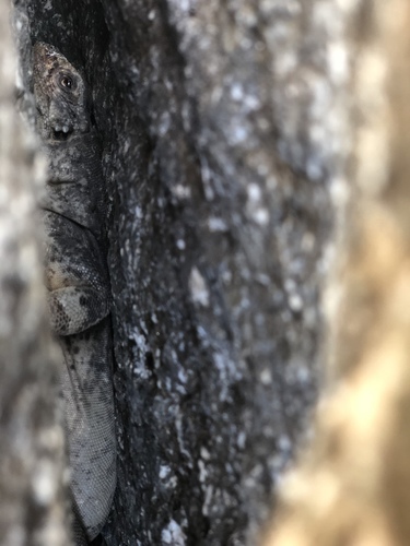 iNaturalist observation photo of Common Chuckwalla