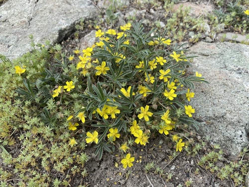 Potentilla johnstonii