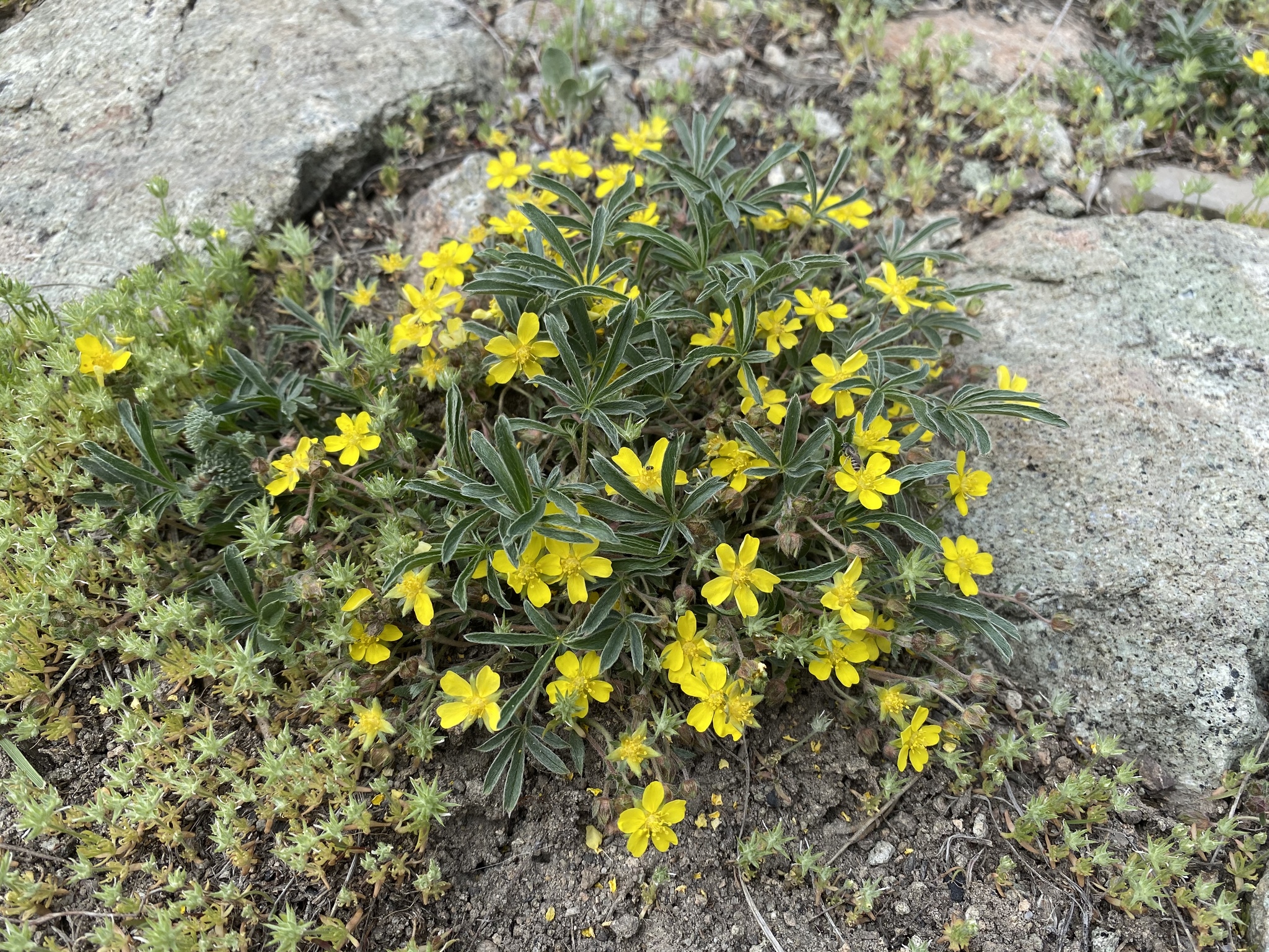 Potentilla johnstonii