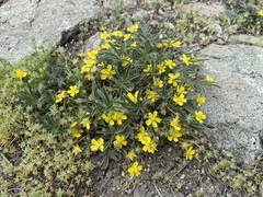 Potentilla johnstonii