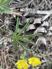 Potentilla johnstonii