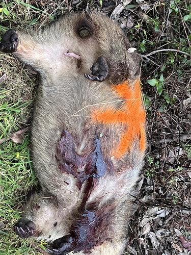 Mainland Wombat