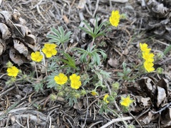 Potentilla johnstonii