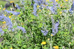 Ceanothus integerrimus macrothyrsus