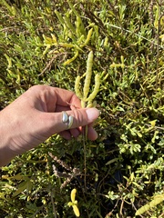 (c) dorian, some rights reserved (CC BY) Salicornia bigelovii, photograph (c) dorian, some rights reserved (CC BY)