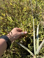 Salicornia bigelovii, photograph (c) dorian, some rights reserved (CC BY)