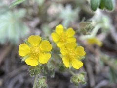 Potentilla johnstonii