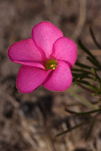 Oxalis polyphylla, photograph 2