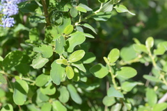 Ceanothus integerrimus macrothyrsus