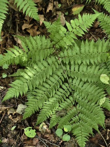 Cornopteris, 2026-08-04