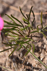 (c) Andrew Gillespie, some rights reserved (CC BY) Oxalis polyphylla, photograph (c) Andrew Gillespie, some rights reserved (CC BY)