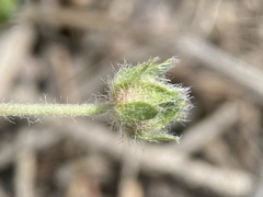 Potentilla johnstonii