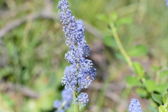 Ceanothus integerrimus macrothyrsus