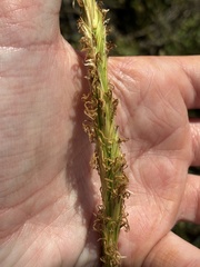 Sporobolus foliosus, photograph (c) dorian, some rights reserved (CC BY)