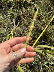 Sporobolus foliosus