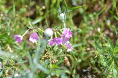 Phlox speciosa