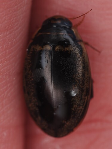 Thermonectus basillaris photo 6