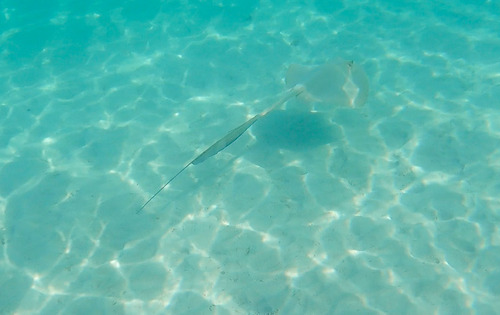 Broad Cowtail Stingray