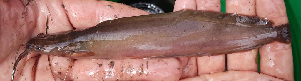 Smoothhead catfish (Clarias liocephalus) — Clariidae