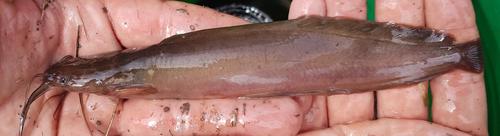 Smoothhead catfish (Clarias liocephalus) — Clariidae