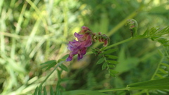 Vicia cassubica, photograph (c) Marcin Dyderski, some rights reserved (CC BY)