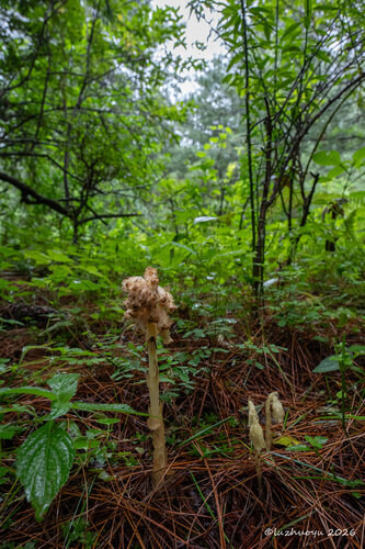 pinesap