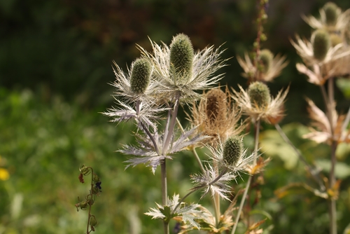 Eryngium alpinum, photograph 5