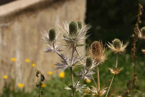 Eryngium alpinum, photograph 6