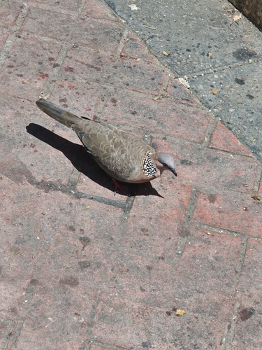 Spotted Dove