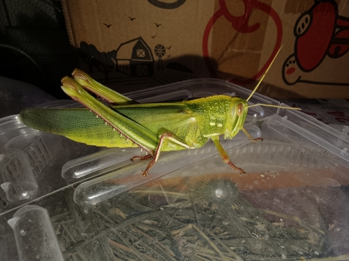 Large Green Grasshopper