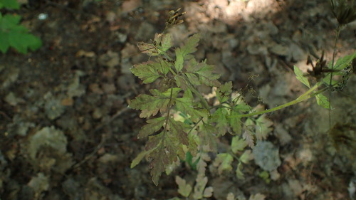 Chaerophyllum temulum, photograph 4