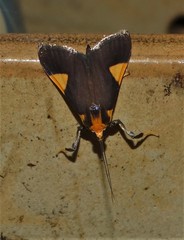 Ulopeza conigeralis