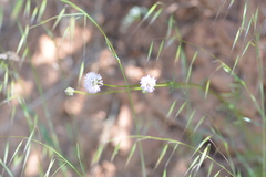 Gilia capitata capitata