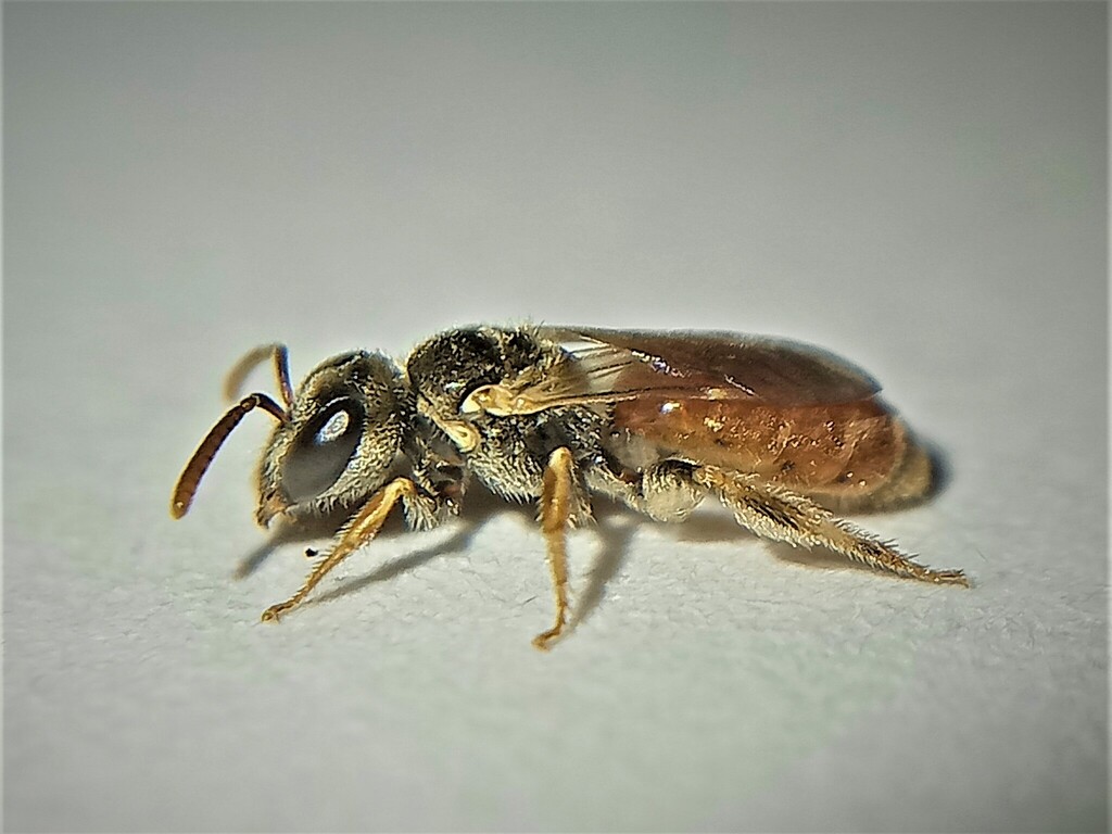 Lasioglossum mandibulare