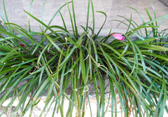 Zephyranthes carinata