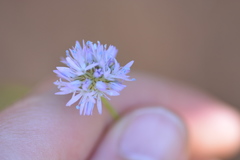Gilia capitata capitata